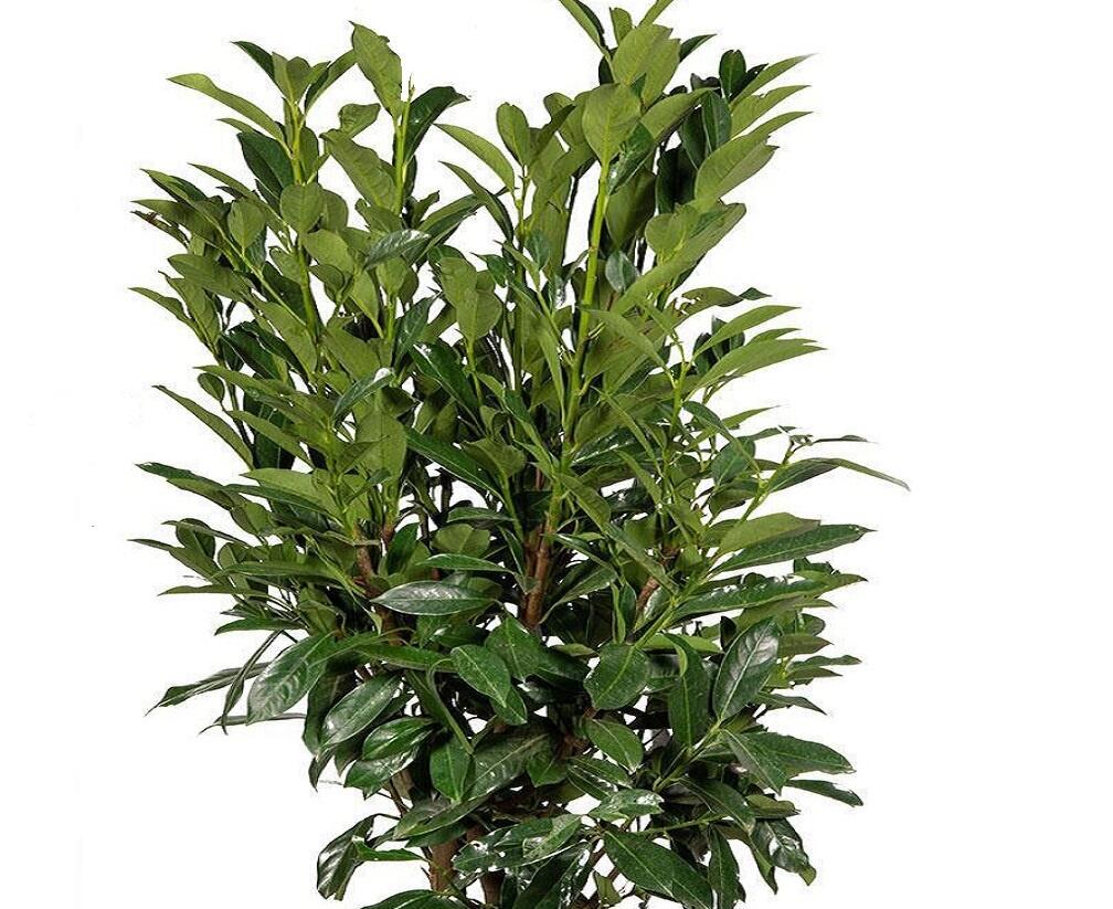 Bobkovišeň lékařská 'Elly' - Prunus laurocerasus 'Elly'