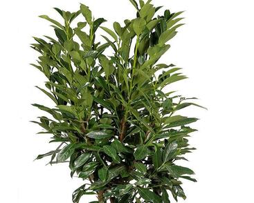 Bobkovišeň lékařská 'Elly'