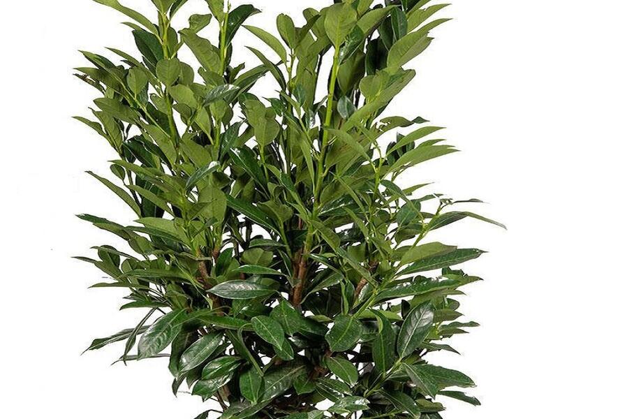 Bobkovišeň lékařská 'Elly' - Prunus laurocerasus 'Elly'