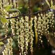 Ocasatec čínský 'Celina' - Stachyurus chinensis 'Celina'