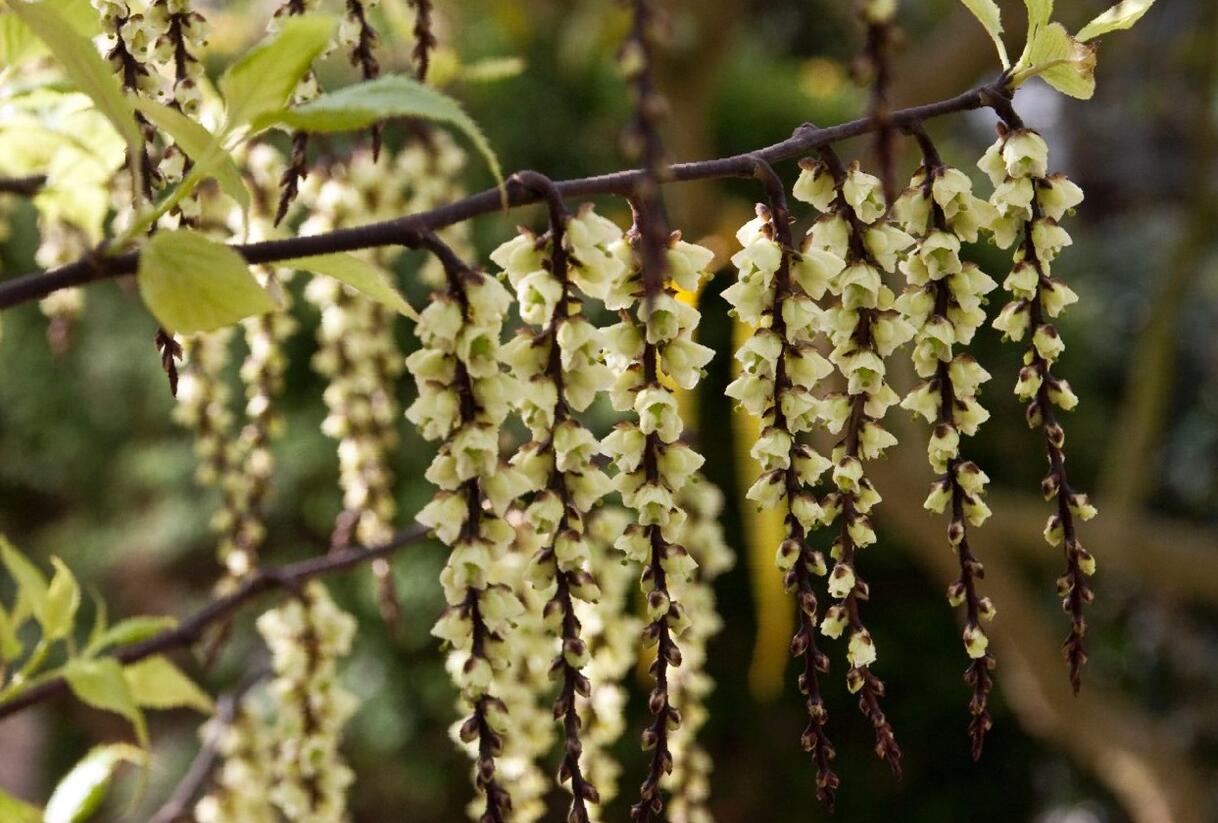 Ocasatec čínský 'Celina' - Stachyurus chinensis 'Celina'