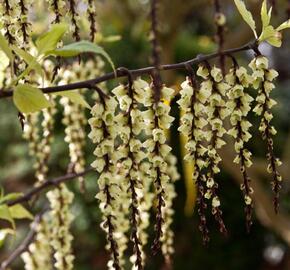 Ocasatec čínský 'Celina' - Stachyurus chinensis 'Celina'