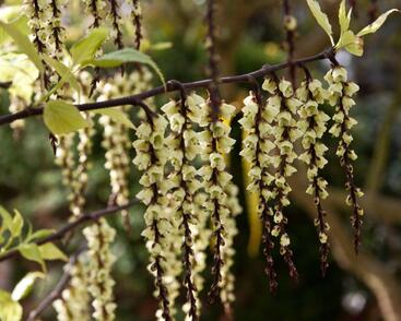 Ocasatec čínský 'Celina'