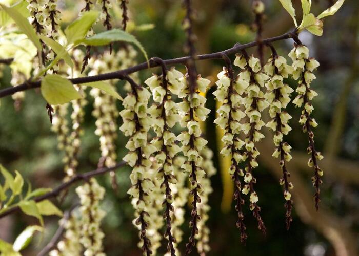 Ocasatec čínský 'Celina' - Stachyurus chinensis 'Celina'