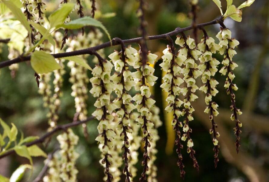 Ocasatec čínský 'Celina' - Stachyurus chinensis 'Celina'