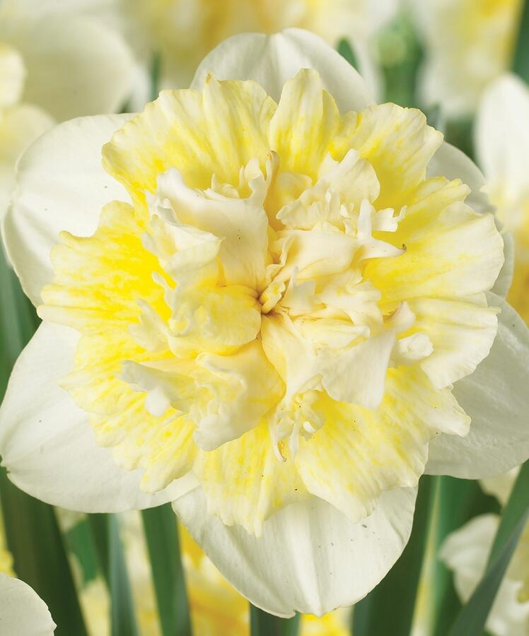 Narcis plnokvětý 'Ice King' - Narcissus Double 'Ice King'