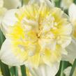 Narcis plnokvětý 'Ice King' - Narcissus Double 'Ice King'