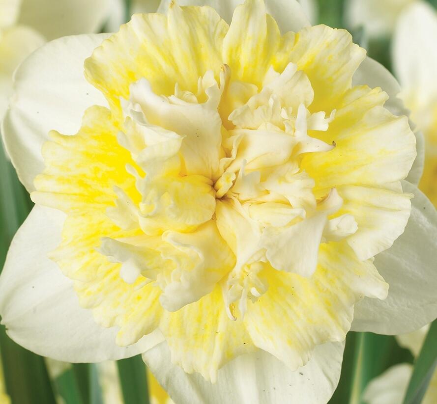 Narcis plnokvětý 'Ice King' - Narcissus double 'Ice King'