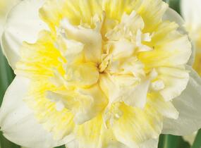 Narcis plnokvětý 'Ice King' - Narcissus double 'Ice King'