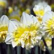 Narcis plnokvětý 'Ice King' - Narcissus Double 'Ice King'
