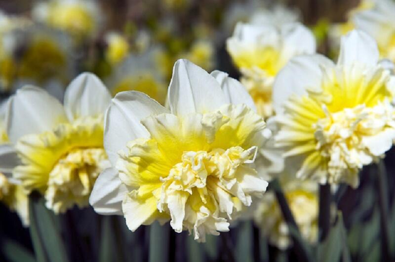 Narcis plnokvětý 'Ice King' - Narcissus double 'Ice King'