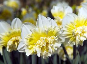 Narcis plnokvětý 'Ice King' - Narcissus double 'Ice King'