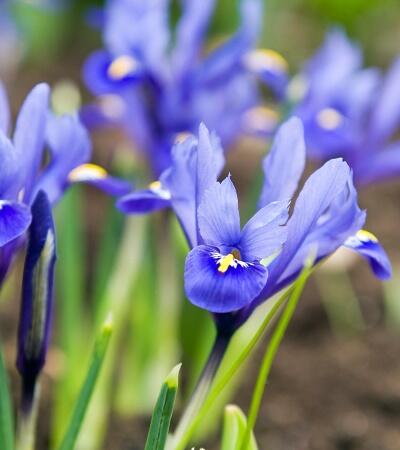 Kosatec síťkovaný - Iris reticulata