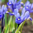 Kosatec síťkovaný - Iris reticulata
