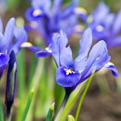 Kosatec síťkovaný - Iris reticulata