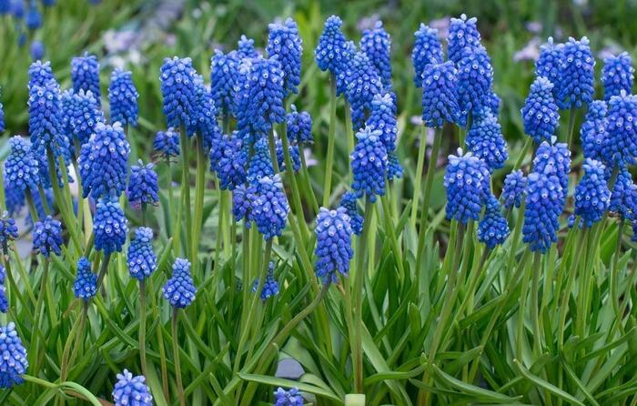 Modřenec 'Blue Magic'® - Muscari aucheri 'Blue Magic'®