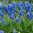 Modřenec 'Blue Magic'® - Muscari aucheri 'Blue Magic'®