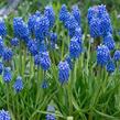 Modřenec 'Blue Magic'® - Muscari aucheri 'Blue Magic'®