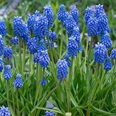 Modřenec 'Blue Magic'® - Muscari aucheri 'Blue Magic'®
