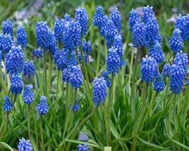 Modřenec 'Blue Magic'®