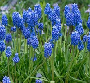 Modřenec 'Blue Magic'® - Muscari aucheri 'Blue Magic'®