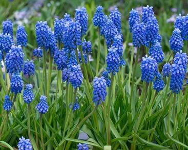 Modřenec 'Blue Magic'®