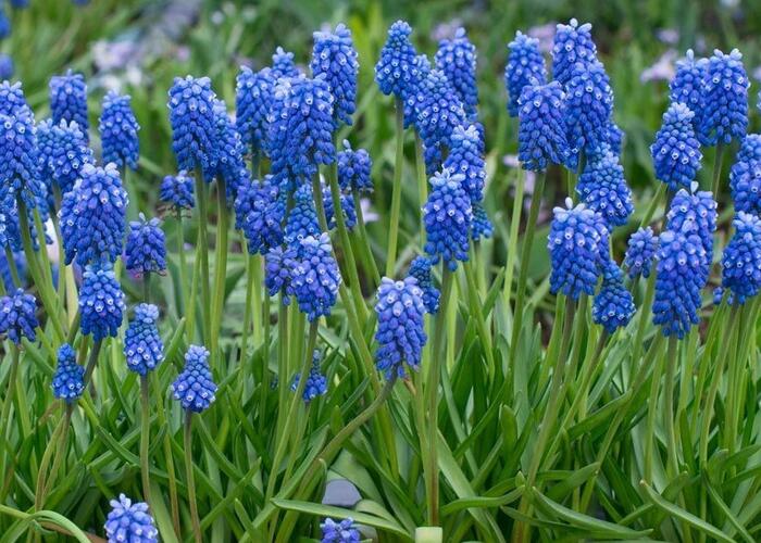Modřenec 'Blue Magic'® - Muscari aucheri 'Blue Magic'®