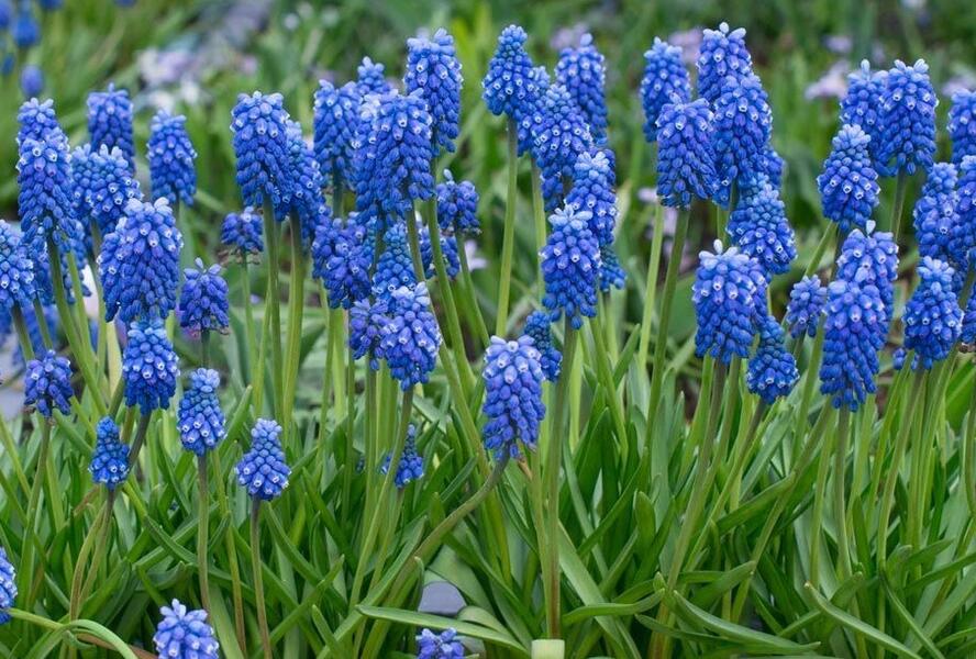 Modřenec 'Blue Magic'® - Muscari aucheri 'Blue Magic'®