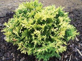Cypřišek hrachonosný 'Golden Pin Cushion' - Chamaecyparis pisifera 'Golden Pin Cushion'