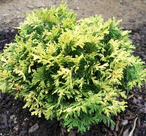 Cypřišek hrachonosný 'Golden Pin Cushion' - Chamaecyparis pisifera 'Golden Pin Cushion'