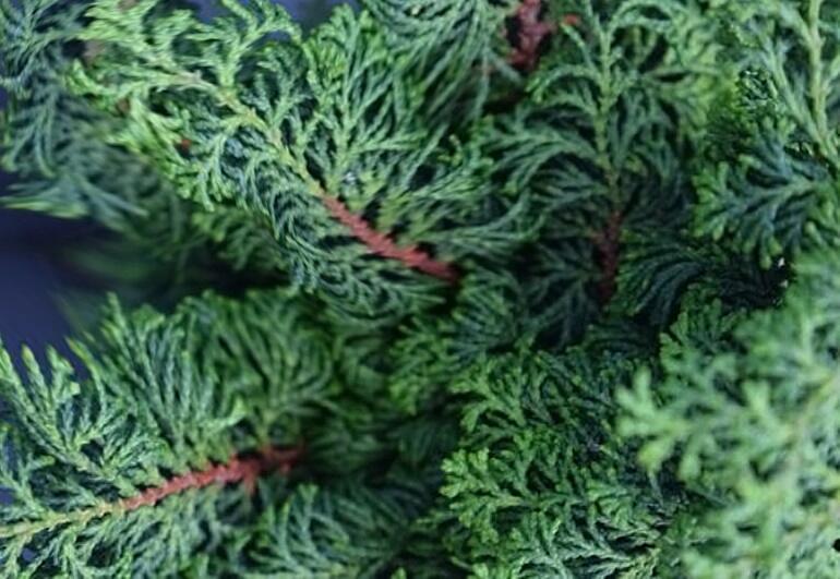 Cypřišek tupolistý 'Maureen' - Chamaecyparis obtusa 'Maureen'