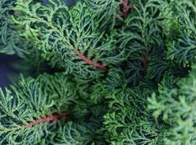 Cypřišek tupolistý 'Maureen' - Chamaecyparis obtusa 'Maureen'