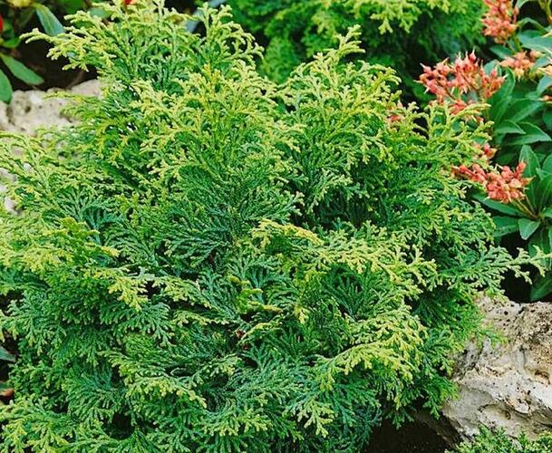 Cypřišek tupolistý 'Maureen' - Chamaecyparis obtusa 'Maureen'