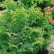Cypřišek tupolistý 'Maureen' - Chamaecyparis obtusa 'Maureen'