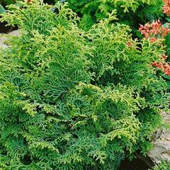 Cypřišek tupolistý 'Maureen' - Chamaecyparis obtusa 'Maureen'