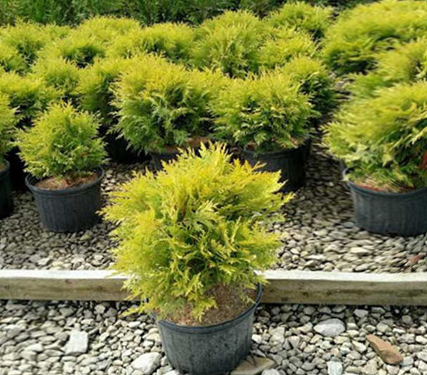 Tje, zerav zpadn 'Globosa Aurea' - Thuja occidentalis 'Globosa Aurea' |  Zahradnictv FLOS