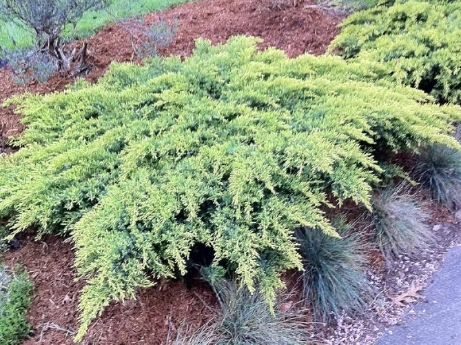 Jalovec prostřední 'Daub´s Frosted' - Juniperus chinensis 'Daub´s Frosted'