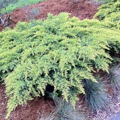 Jalovec prostřední 'Daub´s Frosted' - Juniperus chinensis 'Daub´s Frosted'