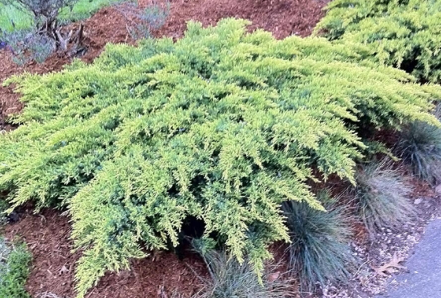Jalovec prostřední 'Daub´s Frosted' - Juniperus chinensis 'Daub´s Frosted'