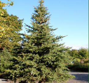 Smrk pichlavý - Picea pungens