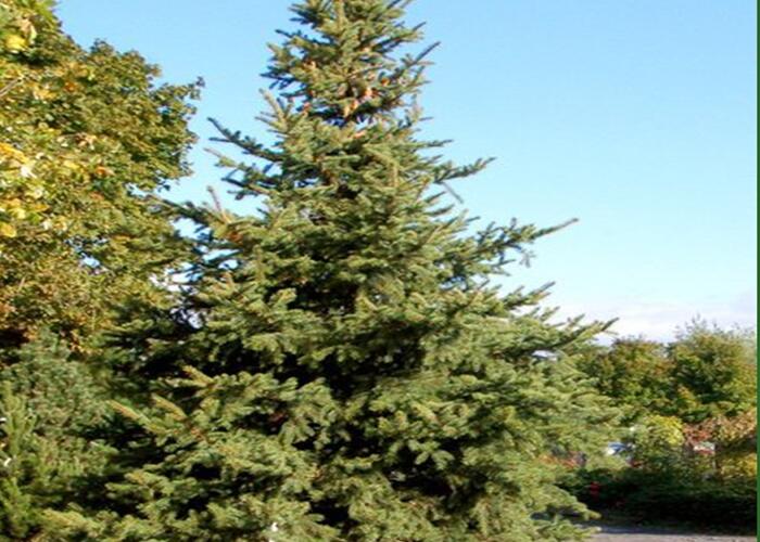 Smrk pichlavý - Picea pungens