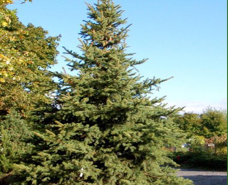 Smrk pichlavý - Picea pungens