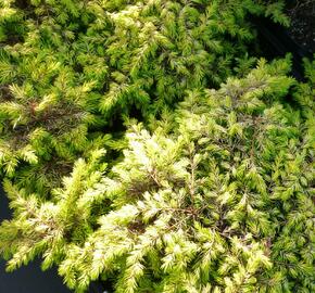 Jalovec pobřežní 'All Gold' - Juniperus conferta 'All Gold'