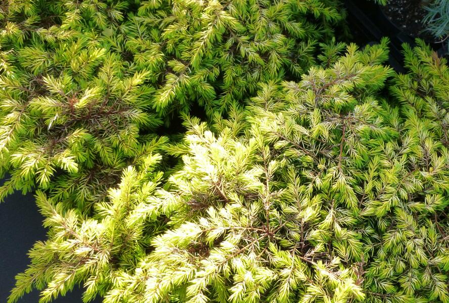 Jalovec pobřežní 'All Gold' - Juniperus conferta 'All Gold'
