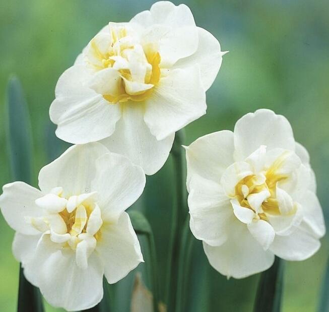 Narcis 'Cheerfulness' - Narcissus 'Cheerfulness'