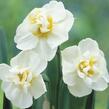 Narcis 'Cheerfulness' - Narcissus 'Cheerfulness'
