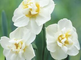 Narcis 'Cheerfulness' - Narcissus 'Cheerfulness'