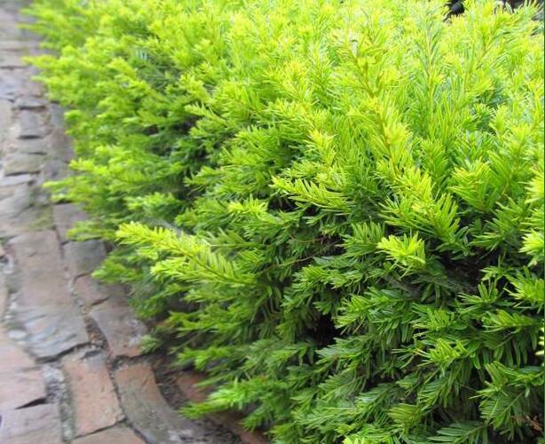 Tis červený 'Elegantissima' - Taxus baccata 'Elegantissima'
