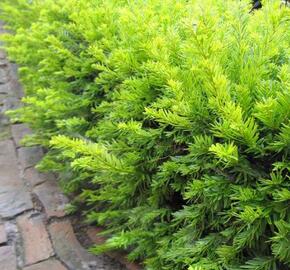 Tis červený 'Elegantissima'