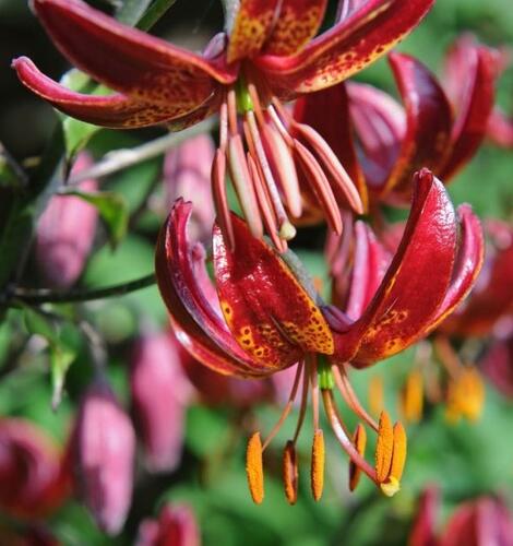 Lilie zlatohlavá 'Claude Shride' - Lilium martagon 'Claude Shride'